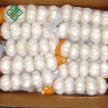лайву 5.5 натуральный свежий чисто белый чеснок цена в Китае